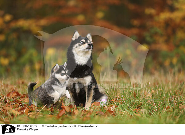 Pomsky Welpe / Pomsky puppy / KB-19309