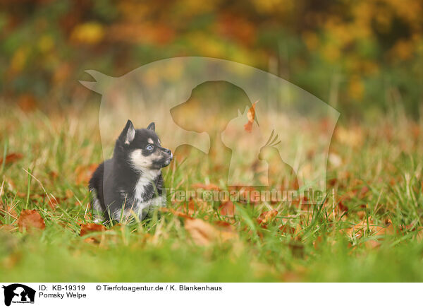 Pomsky Welpe / Pomsky puppy / KB-19319
