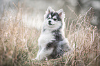 sitzender junger Pomsky