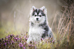 sitzender junger Pomsky