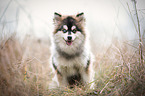 sitzender junger Pomsky