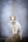 Pomsky Welpe