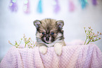 Pomsky Welpe