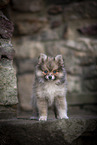 Pomsky Welpe