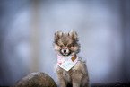 Pomsky Welpe