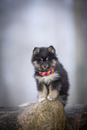 Pomsky Welpe