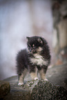 Pomsky Welpe