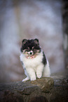 Pomsky Welpe