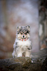 Pomsky Welpe