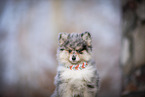 Pomsky Welpe