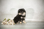 junger Pomsky