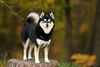 Pomsky