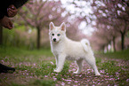 Pomsky