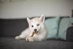 Pomsky