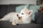 Pomsky