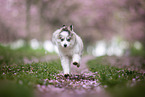 Pomsky
