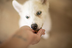 Pomsky