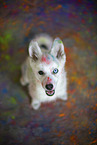 Pomsky