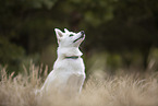 Pomsky