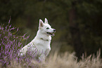 Pomsky