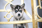 Pomsky