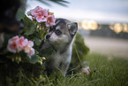 Pomsky