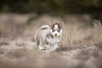 Pomsky