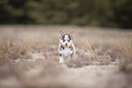 Pomsky