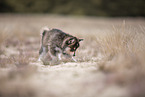 Pomsky