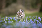 Pomsky