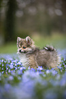 Pomsky