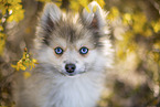 Pomsky