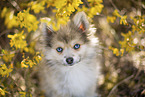 Pomsky