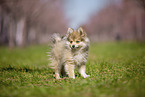 Pomsky