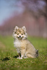 Pomsky