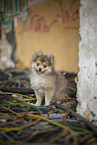 Pomsky