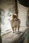 Pomsky