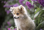 Pomsky