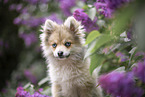 Pomsky
