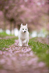 Pomsky