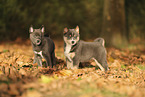 Pomsky Welpe