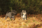Pomsky Welpe