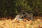 Pomsky Welpe