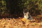 Pomsky Welpe