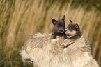 Pomsky Welpe
