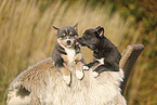 Pomsky Welpe