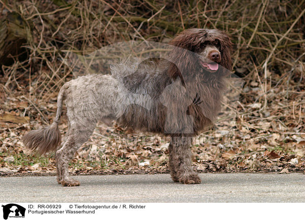 Portugiesischer Wasserhund / RR-06929