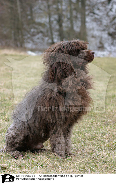 Portugiesischer Wasserhund / Portuguese water dog / RR-06931