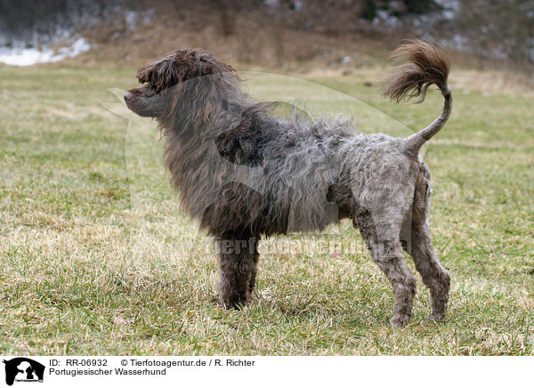 Portugiesischer Wasserhund / Portuguese water dog / RR-06932