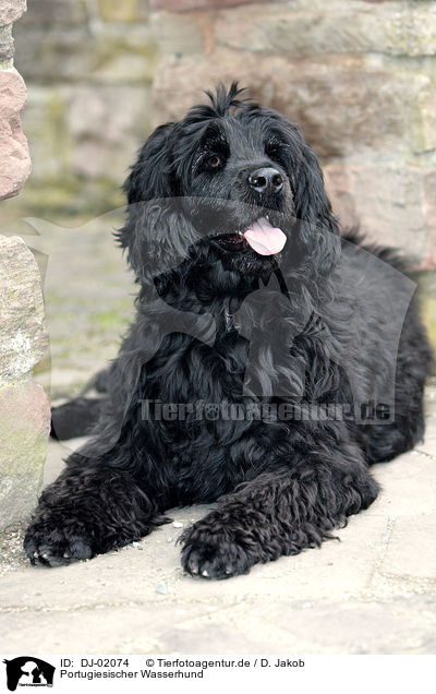 Portugiesischer Wasserhund / Portuguese water dog / DJ-02074